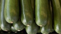 ASAJA Almer&iacute;a denuncia que el precio del calabac&iacute;n ha ca&iacute;do un 73%