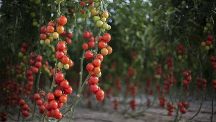 La 'Mejora gen&eacute;tica de hort&iacute;colas' regresa a los Cursos de Verano de la UAL