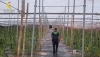 Desmantelan un cultivo de 5.600 plantas de marihuana en un invernadero de Balanegra