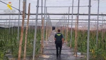 Desmantelan un cultivo de 5.600 plantas de marihuana en un invernadero de Balanegra