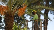 Adra refuerza el mantenimiento de zonas verdes con 190.000 euros
