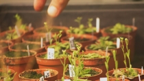Nace el proyecto FITONET, una red social para impulsar la biodiversidad vegetal