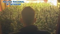 Detienen a una pareja por un cultivo de 1.435 plantas de marihuana en El Ejido