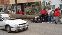 Accidente mortal en la Avenida Cabo de Gata al caer una palmera por el viento