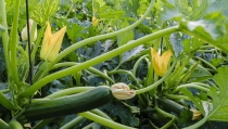 Hortyfruta activa la extensi&oacute;n de norma para el calabac&iacute;n verde en Andaluc&iacute;a