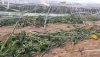 COAG Andaluc&iacute;a afirma que el seguro agrario es hoy m&aacute;s necesario que nunca