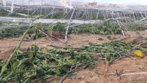 COAG Andaluc&iacute;a afirma que el seguro agrario es hoy m&aacute;s necesario que nunca