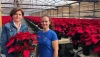 ASAJA Almer&iacute;a anima a que no falten flores de Pascua en las casas esta Navidad