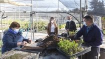 El Plan Savia de la Diputaci&oacute;n repartir&aacute; 61.000 plantas entre 72 municipios