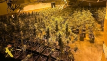 Detienen al responsable de una plantaci&oacute;n de marihuana en Las Tres Villas