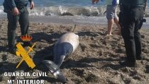 La Guardia Civil presta seguridad y apoyo en el varamiento de un delf&iacute;n
