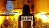 Detenidas cuatro personas por cultivo de marihuana en el interior de viviendas