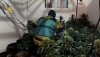 Dos detenidos por cultivar 120 plantas de marihuana en una vivienda