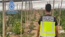 Intervienen en El Ejido m&aacute;s de cinco toneladas de marihuana bajo un cultivo de c&aacute;&ntilde;amo