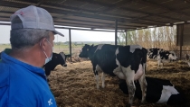 COAG Andaluc&iacute;a alerta de la crisis que amenaza al sector del vacuno de leche por los costes de producci&oacute;n