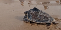 Andaluc&iacute;a suelta en el mar 35 tortugas bobas tras su cuidado en 2026