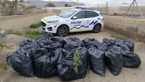 Encuentran m&aacute;s de 700 plantas de marihuana en un almac&eacute;n de Los Molinos