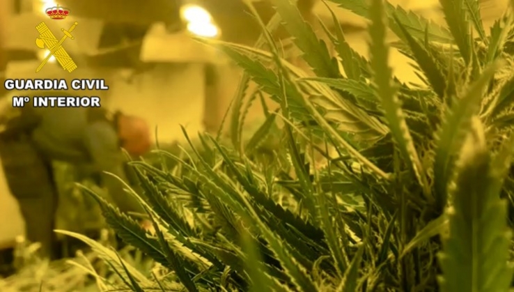 Encuentran m&aacute;s de 500 plantas de marihuana en una vivienda de Tabernas