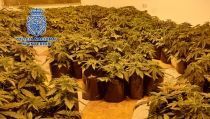 Desmantelan tres nuevas plantaciones 'indoor' de  marihuana en Almer&iacute;a
