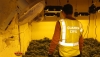 Detenido por cultivar 540 plantas de marihuana en una vivienda de Arboleas