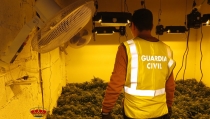 Detenido por cultivar 540 plantas de marihuana en una vivienda de Arboleas