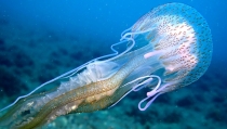 Cient&iacute;ficos andaluces relacionan el mar primaveral con medusas en verano