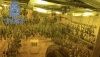 Descubren una plantaci&oacute;n de marihuana en un zulo de una vivienda de El Ejido