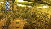 Descubren una plantaci&oacute;n de marihuana en un zulo de una vivienda de El Ejido