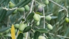Andaluc&iacute;a inicia el pago de los 734 millones del anticipo de la PAC a agricultores y ganaderos