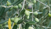 Andaluc&iacute;a inicia el pago de los 734 millones del anticipo de la PAC a agricultores y ganaderos