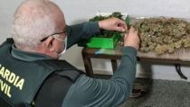 Detienen a una pareja por cultivar una plantaci&oacute;n de marihuana en su casa