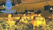 Siete detenidos en una operaci&oacute;n contra el cultivo de marihuana en Almer&iacute;a