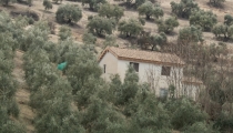 SmartOlivar impulsar&aacute; la IA para mejorar la rentabilidad del olivar
