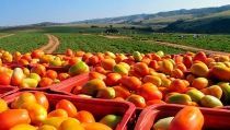 Andaluc&iacute;a lidera el sector agroalimentario espa&ntilde;ol, representando el 20,4%