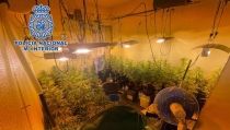 Encuentran 480 plantas de marihuana en dos cortijos en La Ca&ntilde;ada
