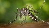 Zurgena, en alerta por presencia del virus del Nilo occidental en mosquitos