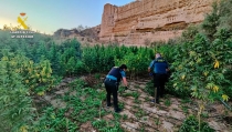 Desmantelan una plantaci&oacute;n de marihuana en una zona rural de El Ejido