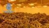 Detienen a una pareja en Almer&iacute;a por cultivar marihuana en su vivienda