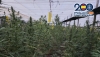 Desmantelan un invernadero con 3.300 plantas de marihuana en El Ejido