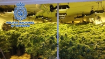 Dos detenidas en El Ejido por cultivar 600 plantas de marihuana en una vivienda