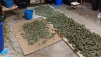Detienen al responsable de una plantaci&oacute;n 'indoor' de marihuana en Viator