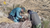 Investigan a una persona por matar a un &aacute;guila real en Arboleas