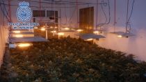 Desmantelan cuatro nuevas plantaciones de marihuana en el barrio de Pescader&iacute;a