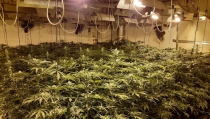 Crece un 90% el fraude el&eacute;ctrico vinculado a plantaciones de marihuana