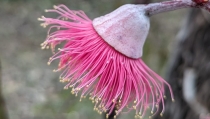 Andaluc&iacute;a refuerza su Banco de Germoplasma Vegetal, referente en biodiversidad