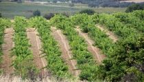 Convocadas nuevas ayudas a explotaciones agrarias en zonas desfavorecidas