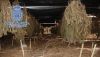 Intervienen 29.000 plantas de marihuana encubiertas bajo un cultivo de c&aacute;&ntilde;amo en Berja