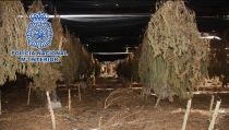 Intervienen 29.000 plantas de marihuana encubiertas bajo un cultivo de c&aacute;&ntilde;amo en Berja