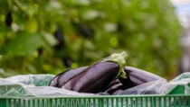 La berenjena andaluza de segundas categor&iacute;as vuelve a venderse en los mercados