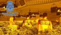 La polic&iacute;a realiza 135 registros y 274 detenciones por cultivo de marihuana en 2021